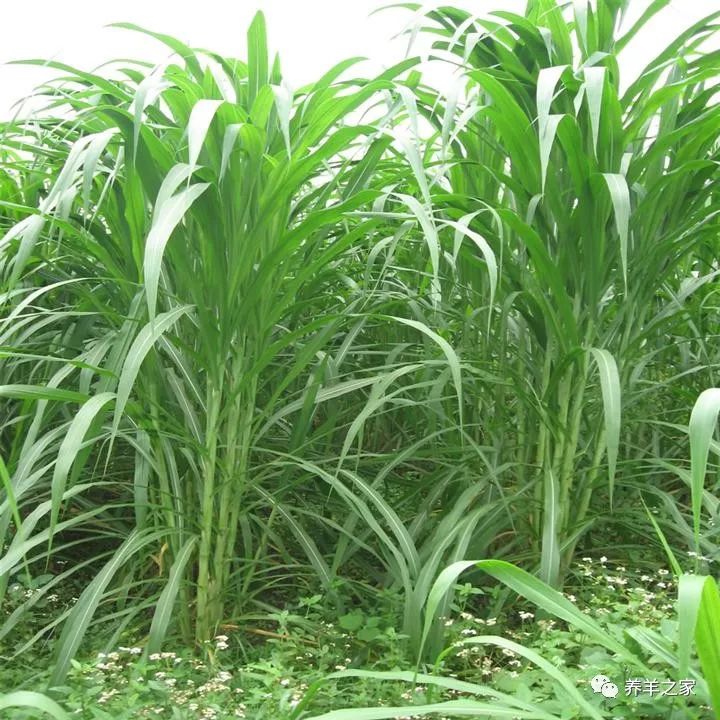 养殖蚯蚓的越冬管理_青蚯蚓冬天怎么养殖技术_养蚯蚓是咋样过冬天的