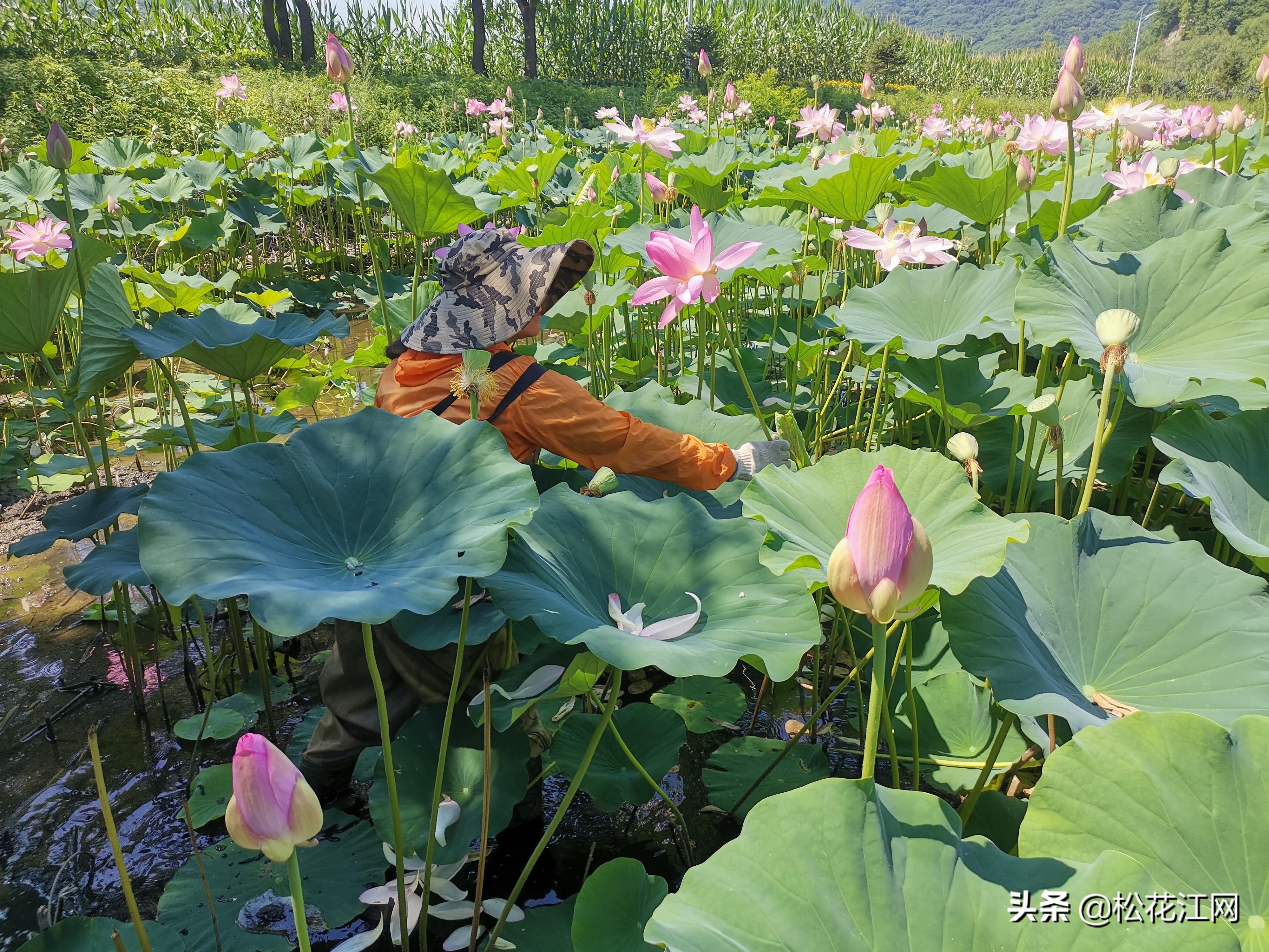 致富莲子种植条件_致富经种植莲子_莲子种植