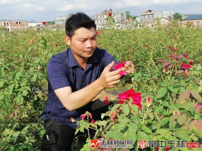金边玫瑰种植致富_金边玫瑰种植基地_金边玫瑰亩产量