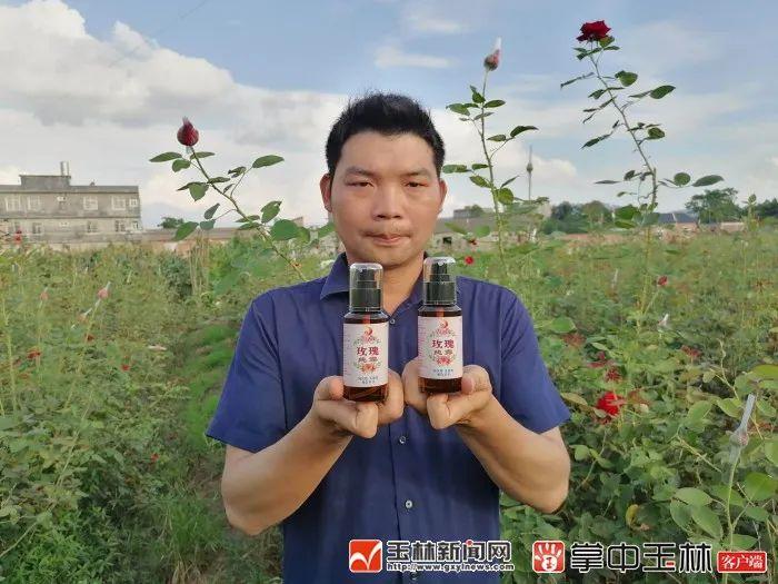 金边玫瑰种植基地_金边玫瑰种植致富_金边玫瑰亩产量