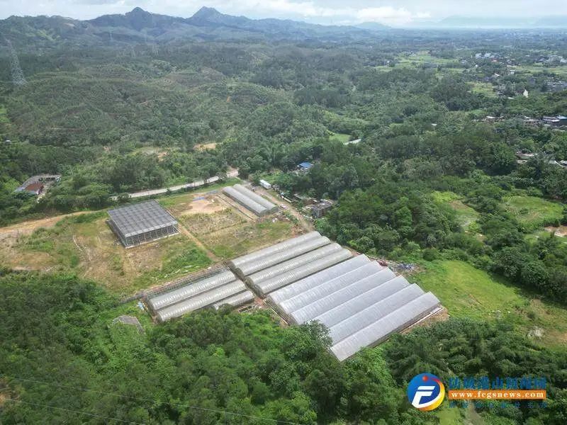 致富经甜瓜_致富经甜瓜种植视频_甜瓜种植致富路线图片