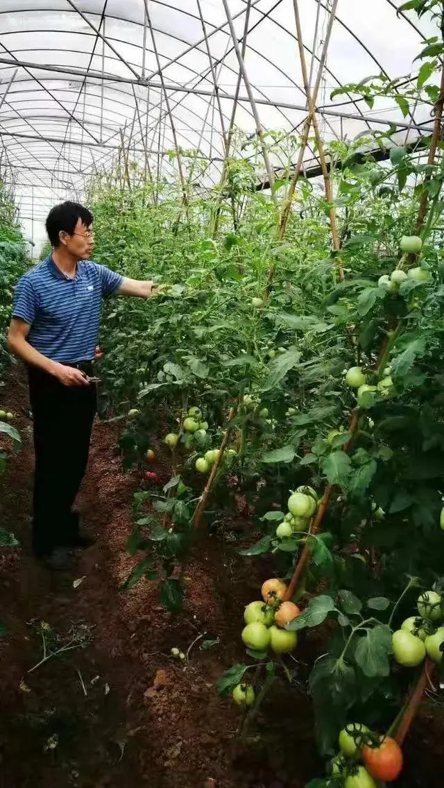 秋季西红柿什么时间栽植好_秋季西红柿栽培技术_秋季西红柿种植技术