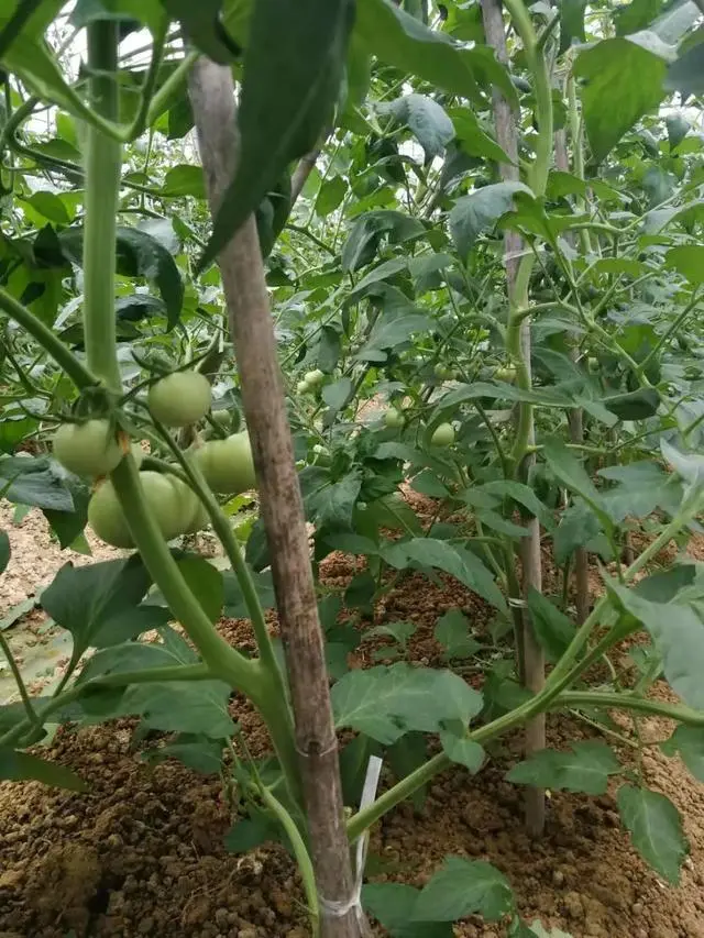 秋季西红柿种植技术_秋季西红柿栽培技术_秋季西红柿什么时间栽植好
