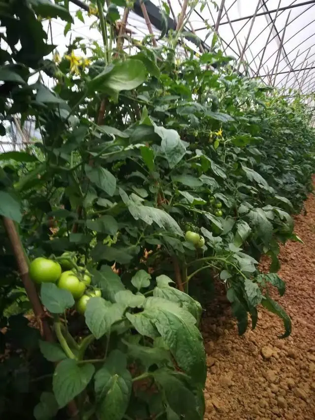 秋季西红柿种植技术_秋季西红柿什么时间栽植好_秋季西红柿栽培技术