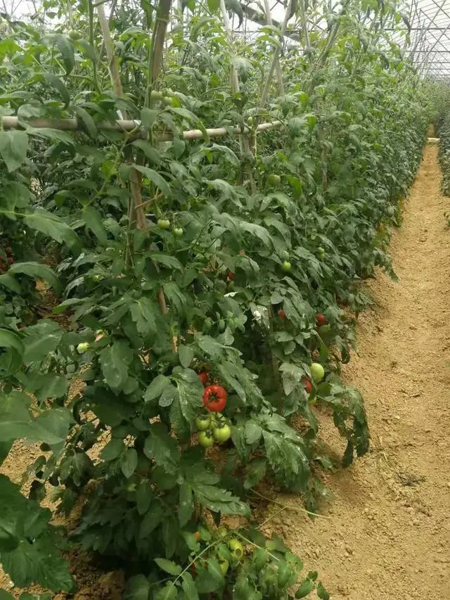 秋季西红柿什么时间栽植好_秋季西红柿种植技术_秋季西红柿栽培技术