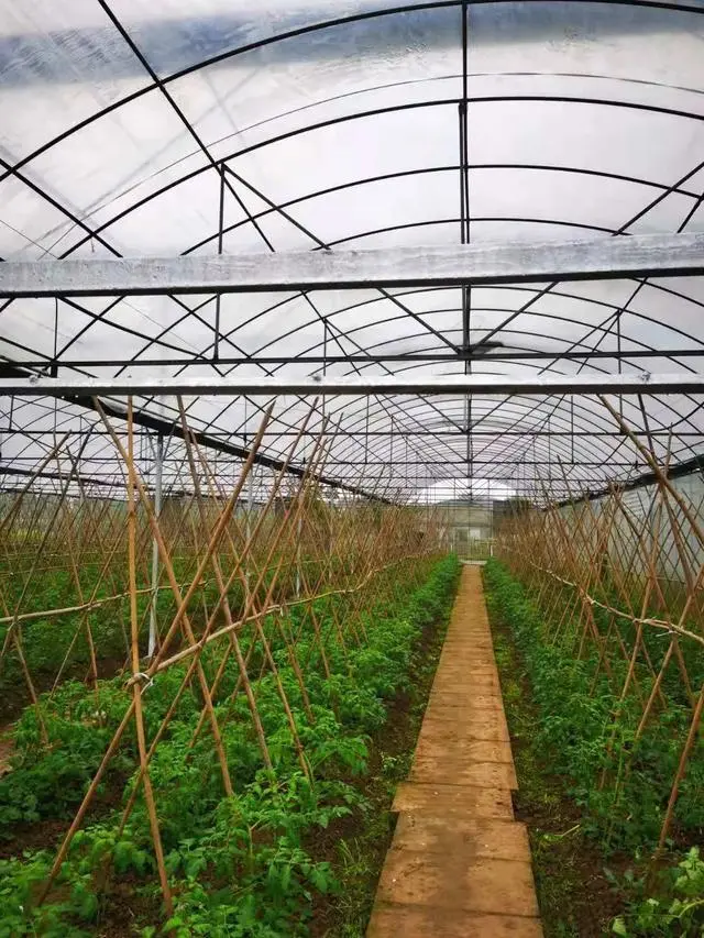 秋季西红柿种植技术_秋季西红柿栽培技术_秋季西红柿什么时间栽植好