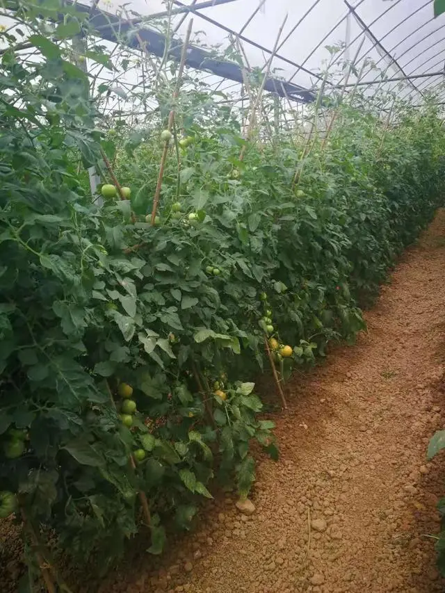 秋季西红柿种植技术_秋季西红柿栽培技术_秋季西红柿什么时间栽植好