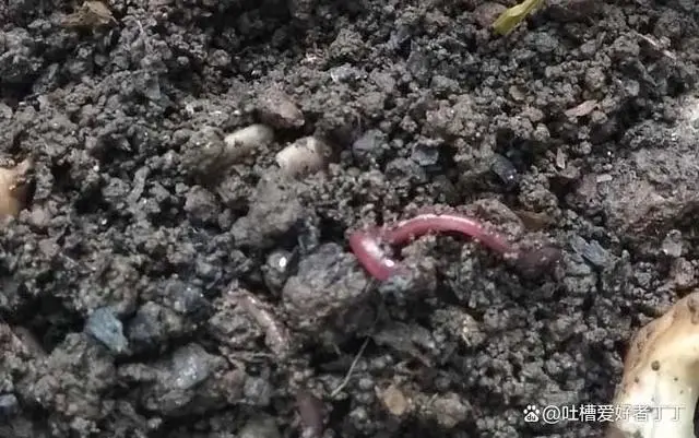蚯蚓养殖赚钱吗_养殖蚯蚓致富能手_养蚯蚓致富经