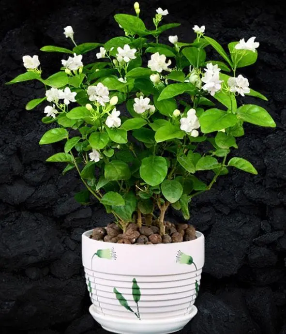 茉莉花的种植技术_茉莉花种植技巧_花卉种植技术 茉莉