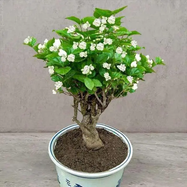 茉莉花种植技巧_花卉种植技术 茉莉_茉莉花的种植技术