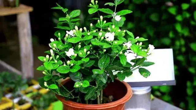 茉莉花种植技巧_茉莉花的种植技术_花卉种植技术 茉莉