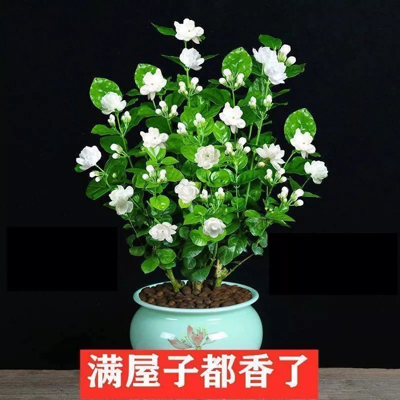 茉莉花种植技巧_茉莉花的种植技术_花卉种植技术 茉莉
