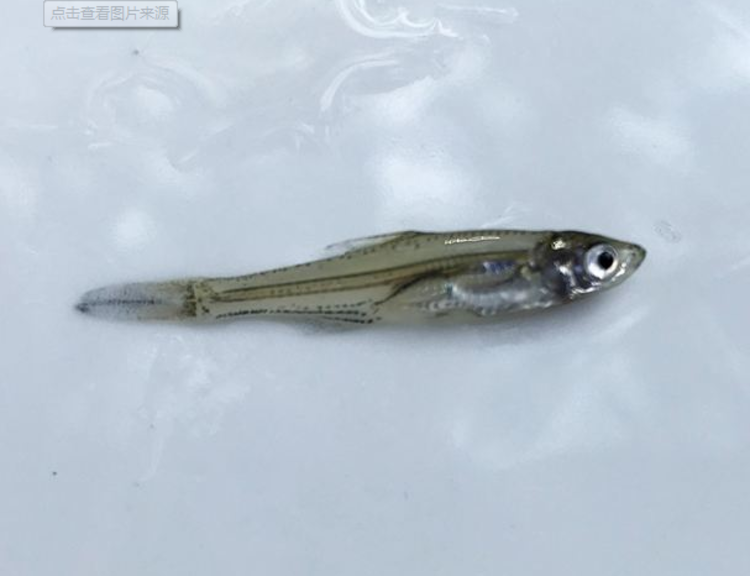 养殖人工鱼技术翘嘴视频_人工养殖翘嘴鱼视频_人工养殖翘嘴鱼技术