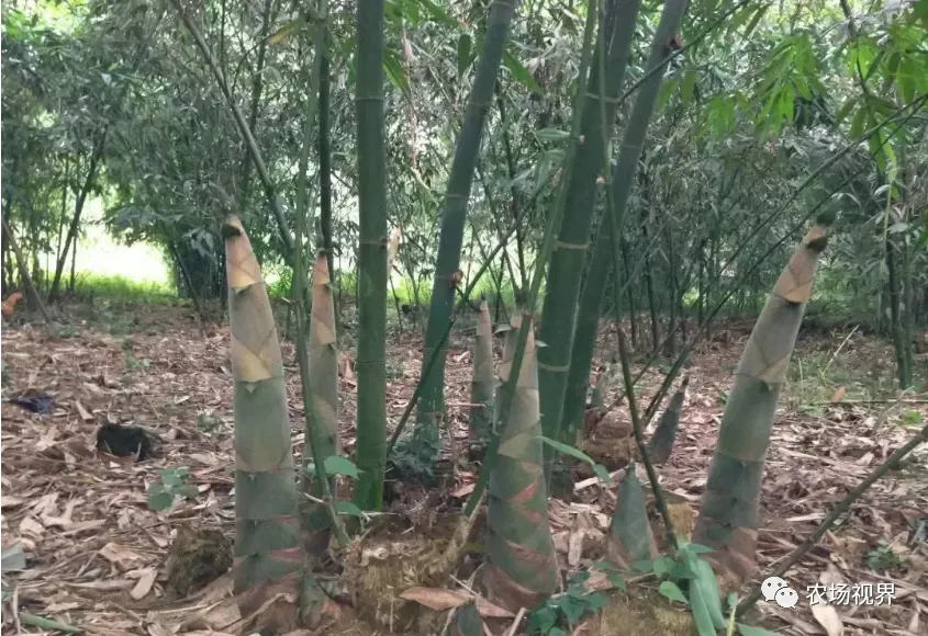 种植案例：成本1亩700元能收9000元，投资不大但市场火爆