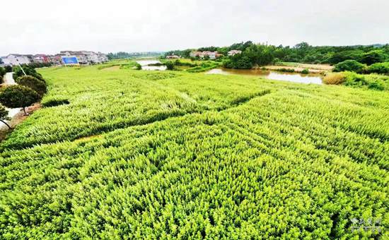 全村种植中药致富_农村种植中药材能赚钱吗_农村致富经中药材种植