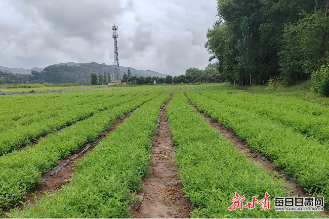 定西渭源：有机种植 实现中药材优质优价