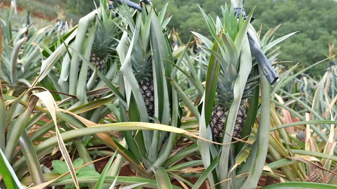 水果玉米种植效益_种植水果玉米致富_致富玉米水果种植视频