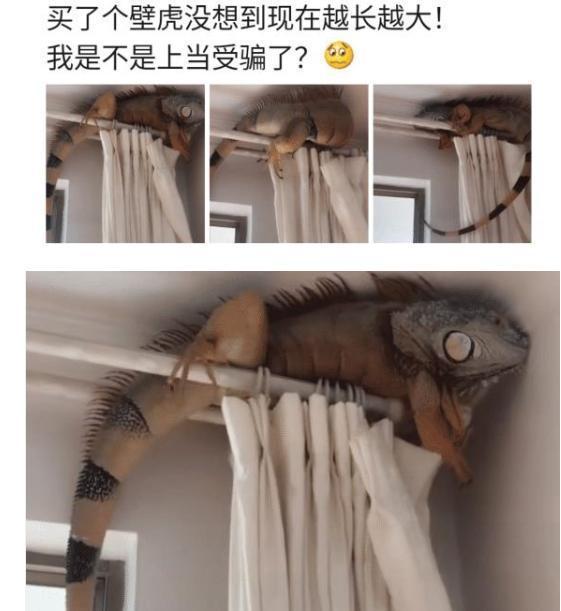 以为买了壁虎，没想到越长越大了，养着养着进化了？