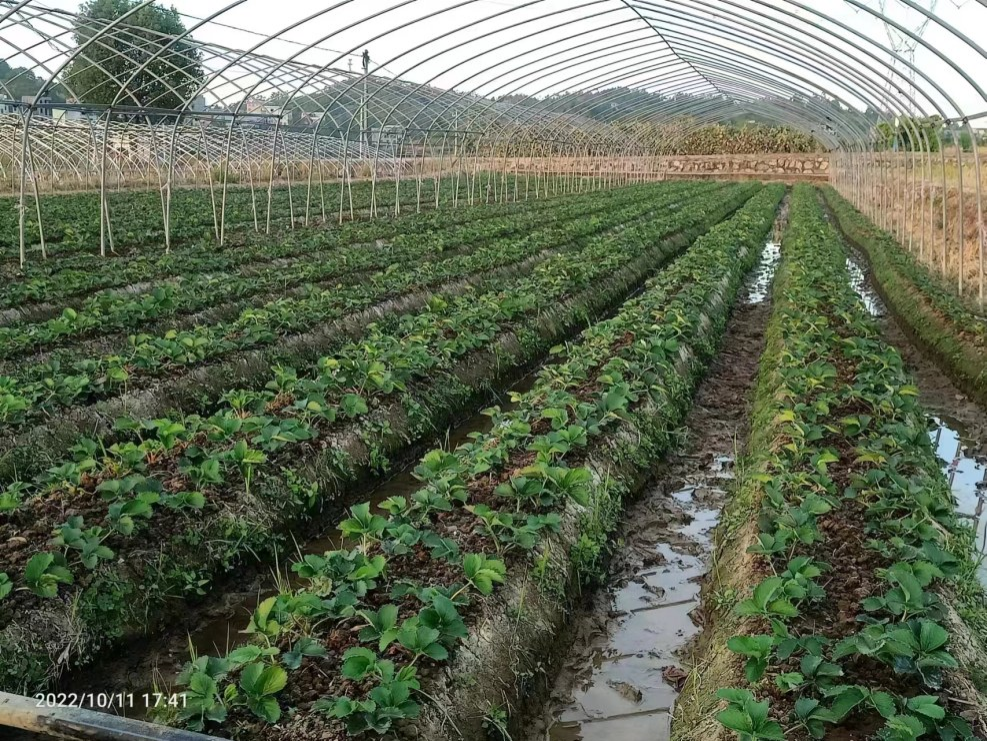 冷棚草莓种植技术_种植草莓技术冷棚温度多少_冷棚草莓种植技术视频