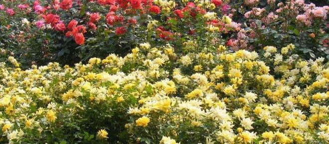 家有庭院种这“4种”花，搭个架子就能变成小花园，简直荣华富贵
