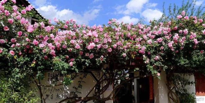 花卉致富种植院子图片_花卉致富种植院子怎么样_院子种植花卉致富