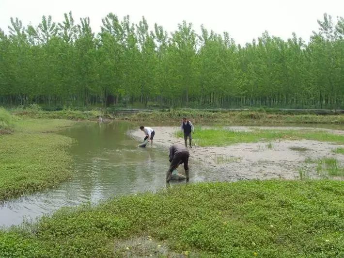 淡水虾养殖技术最新突破_虾淡水养殖最新突破技术有哪些_淡水养虾技术视频