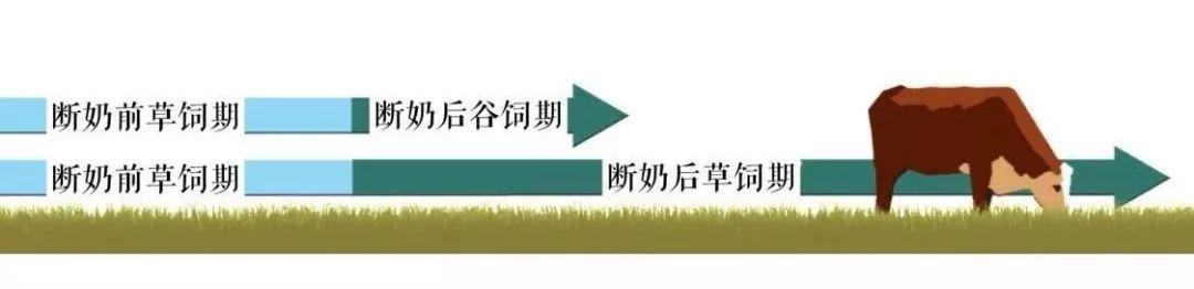 日本养牛三年赚多少_日本和牛 养殖技术视频_日本牛怎么养