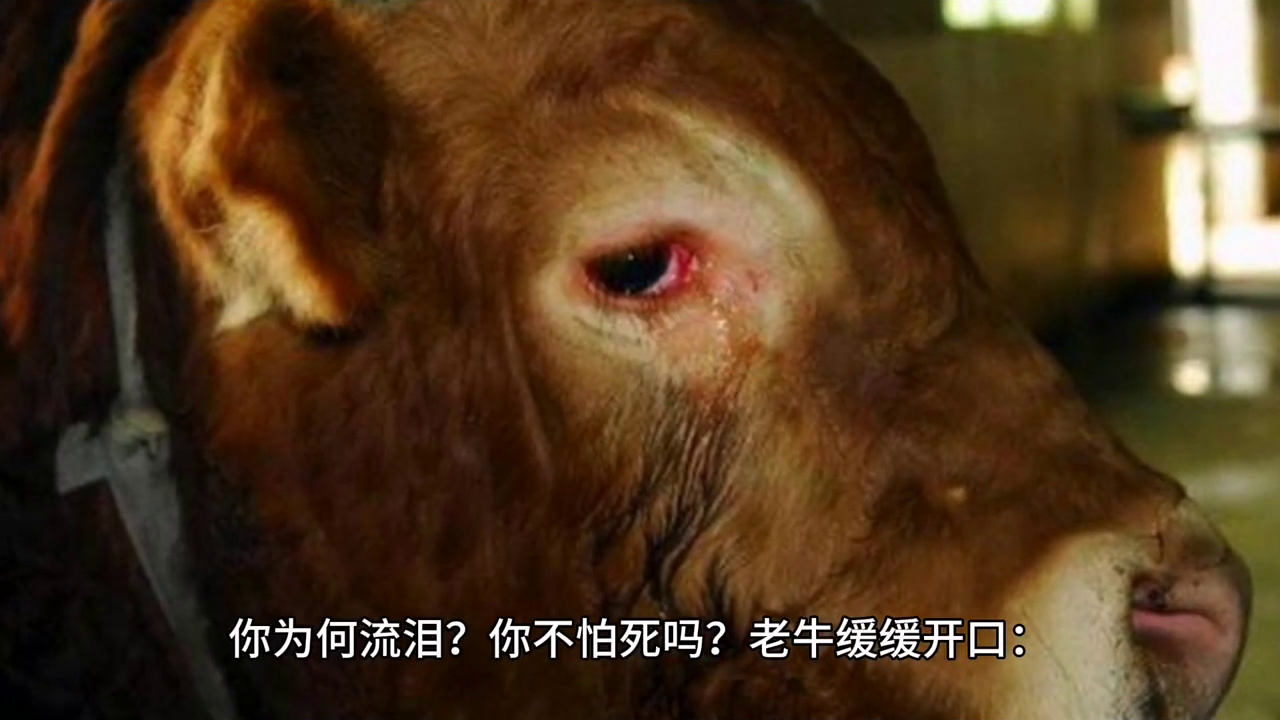 日本肉牛养殖_日本和牛 养殖技术视频_日本养牛业