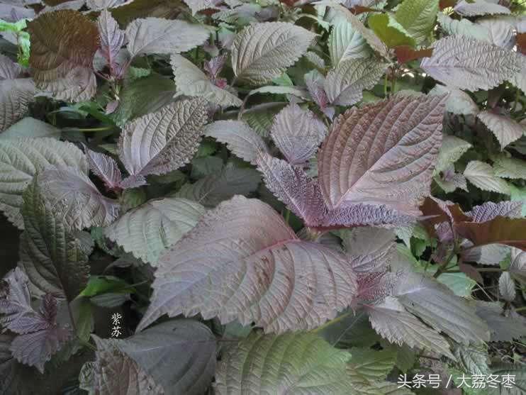紫苏种植土壤要求_紫苏地膜种植技术_种植紫苏地膜技术要点