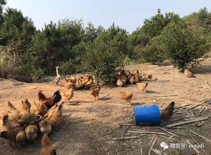 养殖跑山鸡技术有什么要求_跑山鸡养殖技术视频_跑山鸡养殖技术有哪些