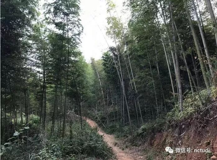 跑山鸡养殖技术有哪些_养殖跑山鸡技术有什么要求_跑山鸡养殖技术视频