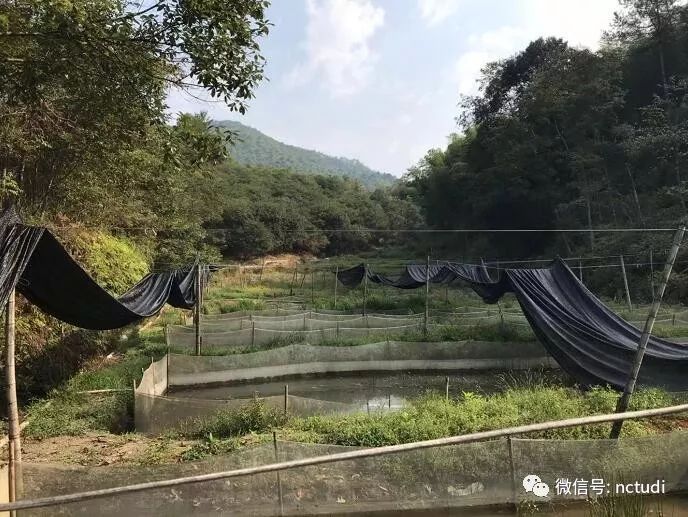 跑山鸡养殖技术有哪些_跑山鸡养殖技术视频_养殖跑山鸡技术有什么要求