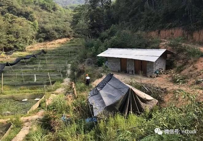 跑山鸡养殖技术视频_养殖跑山鸡技术有什么要求_跑山鸡养殖技术有哪些