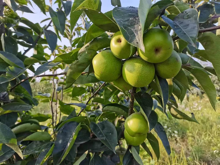 种植水稻致富6_致富经种植水稻视频_水稻种植效益