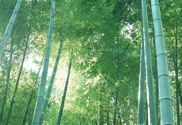种植竹子赚钱吗？毛竹的一亩利润有多少？