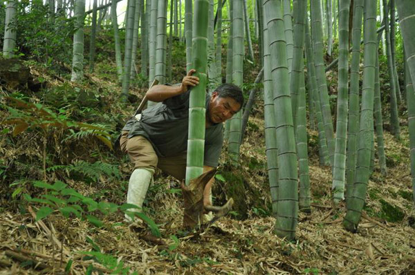 种植竹子赚钱吗？毛竹的一亩利润有多少？