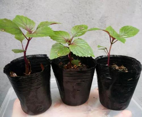 种植紫苏地膜技术要点_紫苏种植土壤要求_紫苏地膜种植技术