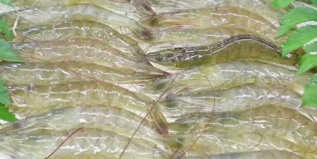 南白对虾养殖方法_南美白对虾冬季养殖技术_南养白对虾养殖技术