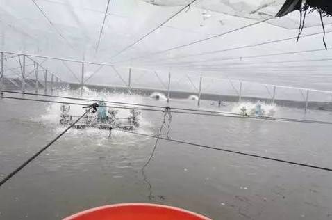 冬天南美白对虾养殖指标_南美白对虾冬季养殖技术_冬季养南美白对虾应注意哪些