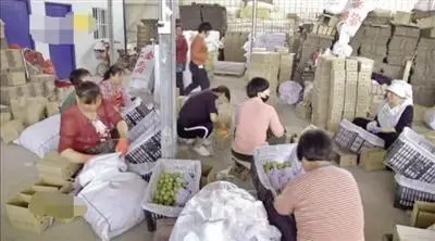 做水果电商带领村民致富 大荔90后大学生回乡自主创业成网红