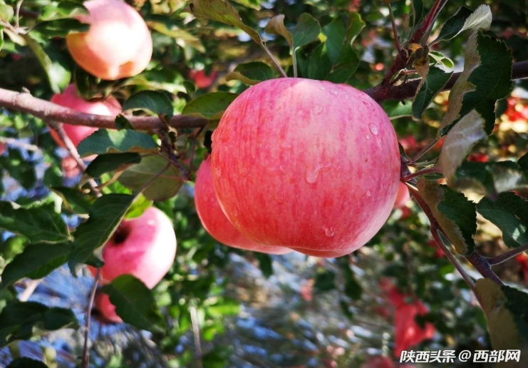 山地苹果亩产多少斤_山地苹果种植致富_致富山地种植苹果怎么样