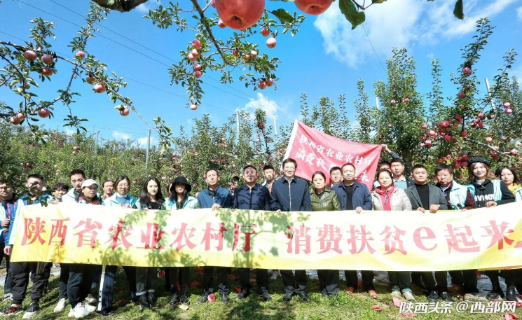 致富山地种植苹果怎么样_山地苹果种植致富_山地苹果亩产多少斤