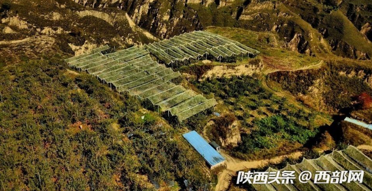 山地苹果种植致富_致富山地种植苹果怎么样_山地苹果亩产多少斤