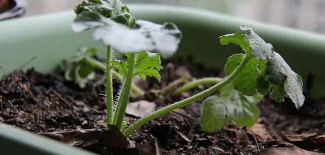 甜西瓜种植技术视频_西瓜甜瓜种植方法_西瓜怎么种植甜