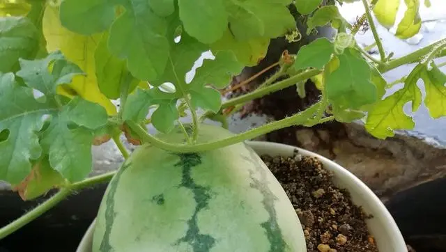 甜西瓜种植技术视频_西瓜甜瓜种植方法_西瓜怎么种植甜