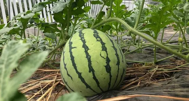 西瓜甜瓜种植方法_西瓜怎么种植甜_甜西瓜种植技术视频