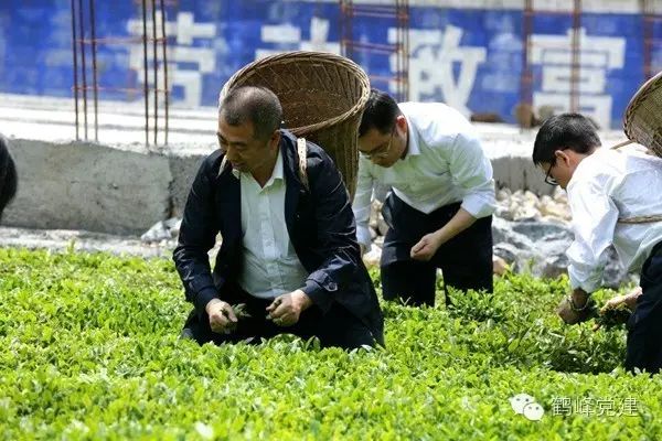 致富经鸡_致富经陈斌_鸡致富经陈勇
