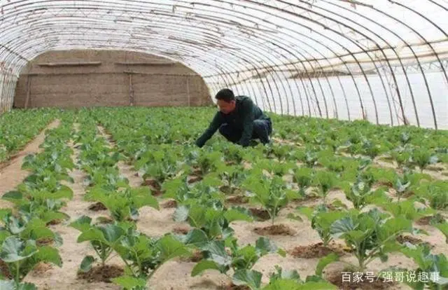 种植指导豆苗技术与管理_种植指导豆苗技术要点_豆苗种植技术指导