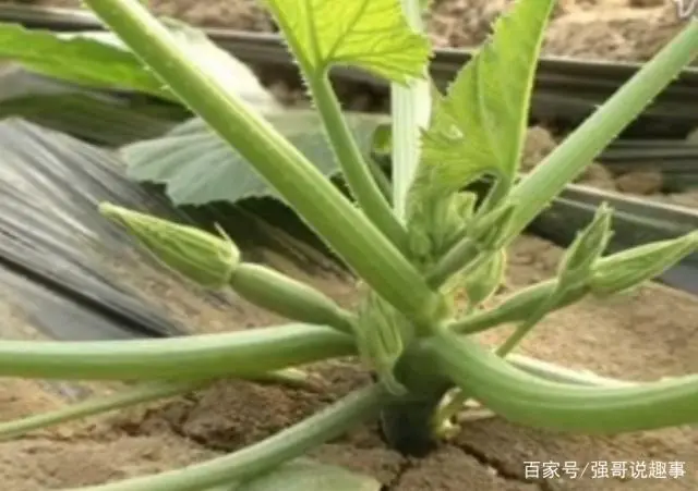 豆苗种植技术指导_种植指导豆苗技术与管理_种植指导豆苗技术要点