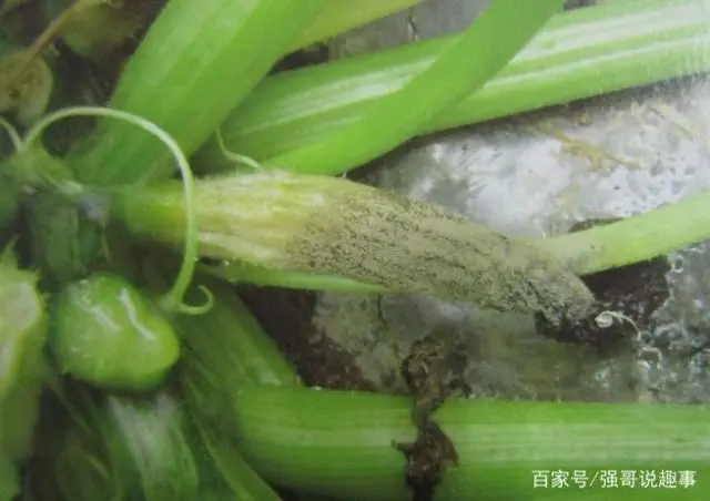 种植指导豆苗技术要点_豆苗种植技术指导_种植指导豆苗技术与管理